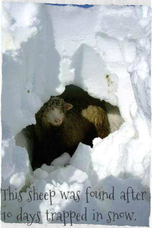 Cosy Toes sheep in snow(copy)(copy)